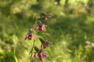 Broad-leaved Helleborine