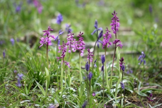 Early Purple Orchid