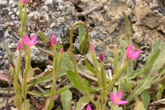 Lesser Centaury