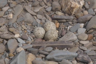 Little Ringed Plover eggs
