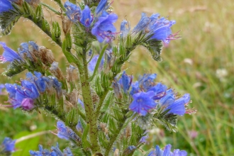 Viper's-bugloss