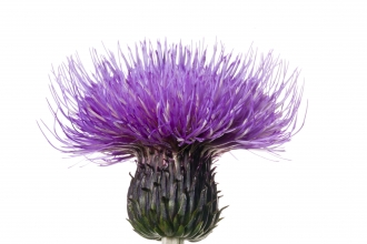 Melancholy Thistle