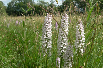 Orchids at Quebb Meadow 
