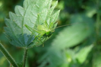 Speckled Bush-cricket