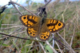 Wall Brown