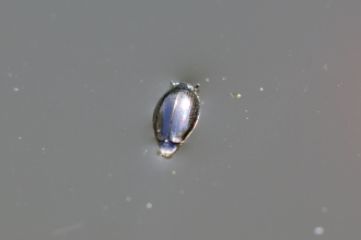 Whirligig Beetle