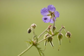 Meadow Crane's-bill