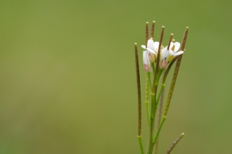 Hairy Bitter-cress