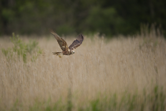 A marsh harrier flying over reedbed