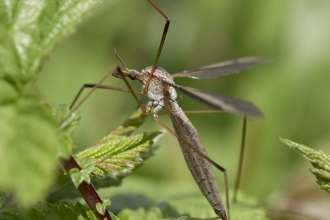 Crane fly (Tipula luna)