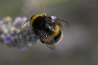 White-tailed bumblebee