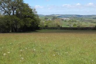 Little Marises Meadow