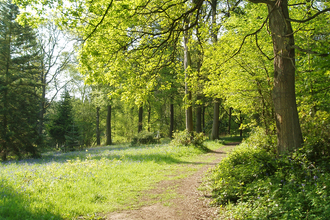 Woodland glade in spring sunshine