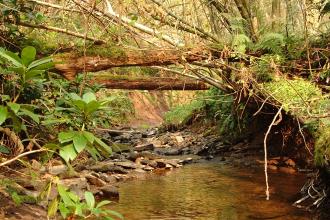 Holywell Dingle