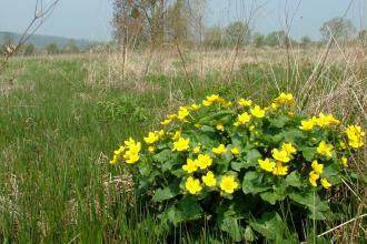 Parky Meadow