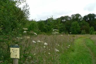 Wyevale wood