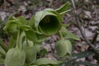 Stinking Hellebore