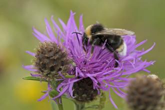 Knapweed