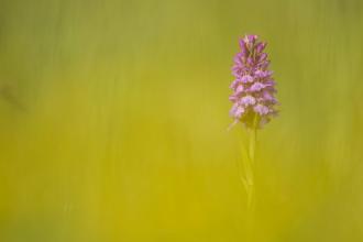 Common Spotted Orchid (c) Mark Hamblin/2020VISION