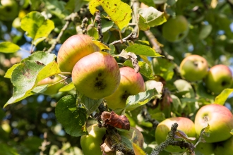 Apples on tree