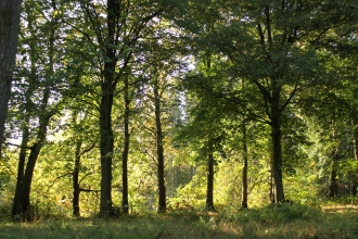 Shady woodland view