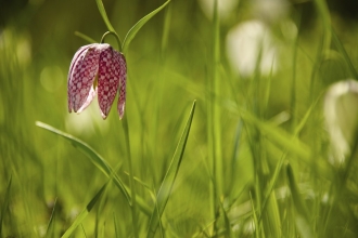 A snake's head fritillary flowering in grassland