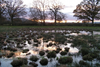 water lying on an area of grassland with treeline in background
