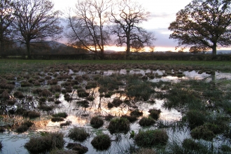 water lying on an area of grassland with treeline in background