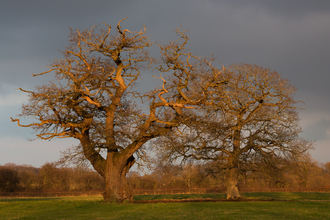Trees in Winter at The Sturts Nature Reserve
