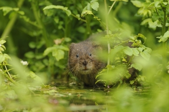 Water vole peeing through vegetation