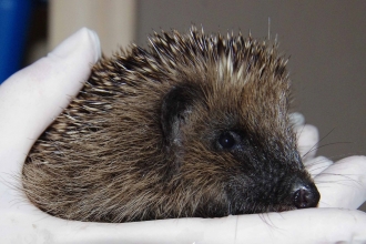 Hedgehog held in gloved hand