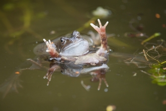 Funny Frog