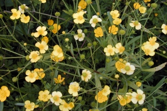 Buttercups