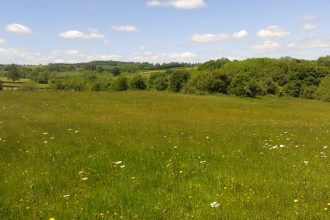 View across meadow with hedgerow in background