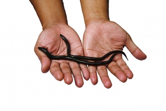 eels