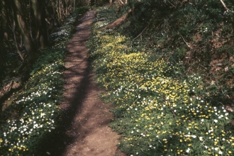 Woodland path with celandine and anenomes