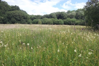 View across meadow