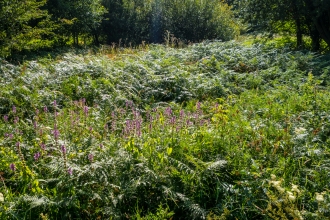 Scrub with foxgloves and bracken