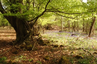 Veteran Tree with bluebells