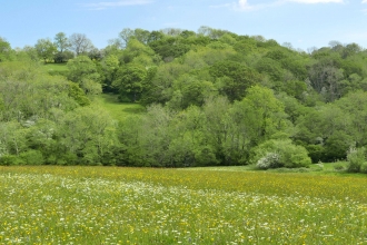 Wildflower Meadow with wooded slope behind