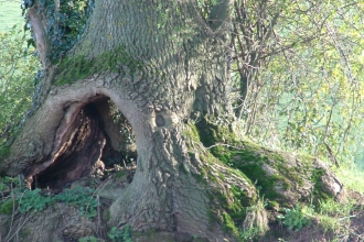 ancient tree