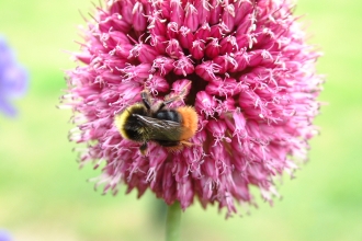 bee