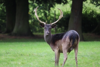 Melanistic fallow buck