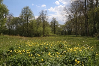 Globe flowers at Upper Welson Marsh