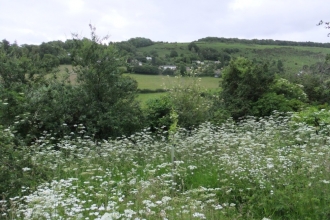 View through cow parsley to hills beyond