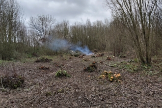 A woodland clearing with coppiced stools and bonfire smoke
