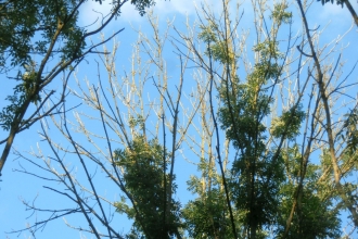 Ash tree with all tops of upper branches bare of leaves