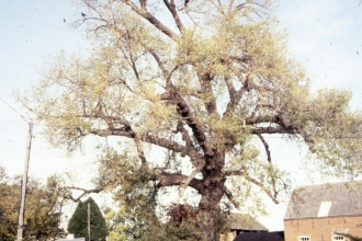 Black poplar