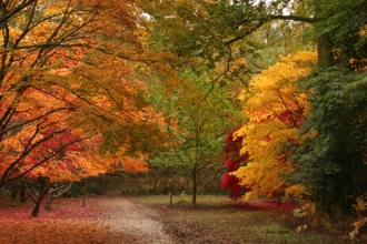 autumn colour