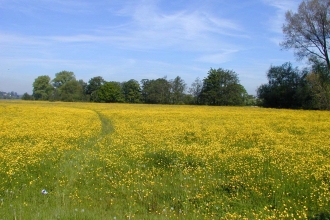 Lugg Meadows